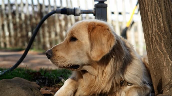🍀八ヶ岳犬の牧場🍀20111113