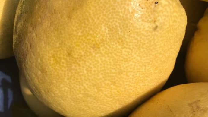 ブンタン(紅まどか)を収穫しました🍊