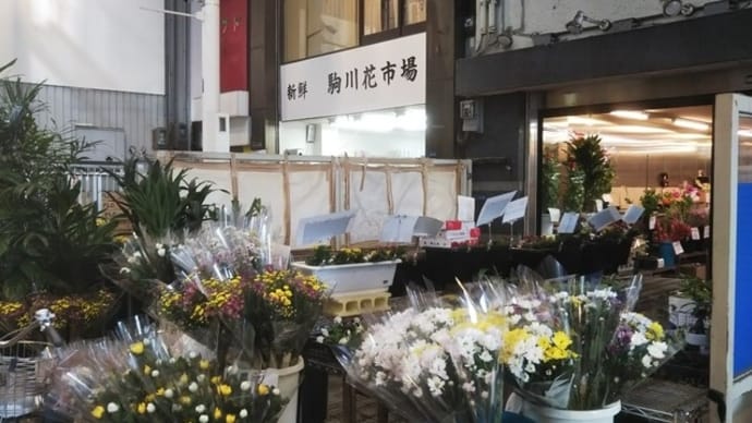 本日は墓参りに使う仏花６束を買うために駒川商店街へ。２００円の仏花が５束しかなかったので２５０円の仏花を６束。一級河川・駒川に天神橋がかかっているのに驚き。