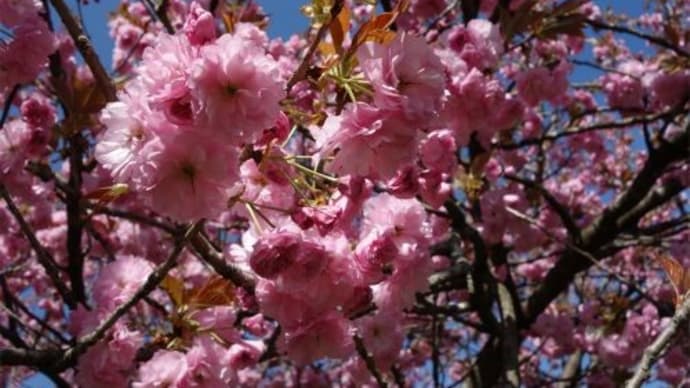 八重桜、シモクレン、シロヤマブキ、ドウダンツツジ