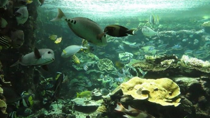 【水族館めぐり80】串本の海大水槽