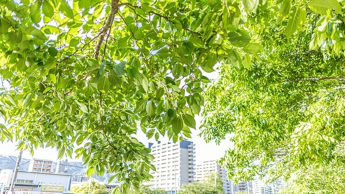 新在家運河ぶらり新緑散歩