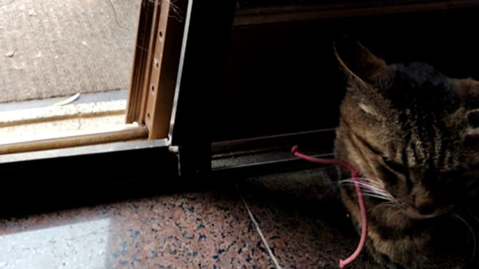 どろぼう猫。
