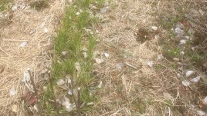 1週間の差で小麦の発芽状況が違っている!~自然農園~