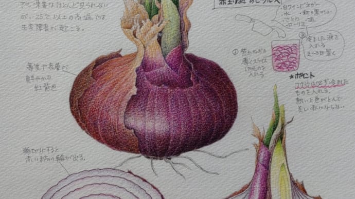 紫玉ねぎ 赤玉ねぎのピクルス