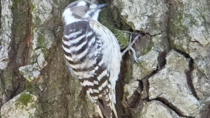 私の推し鳥❣️
