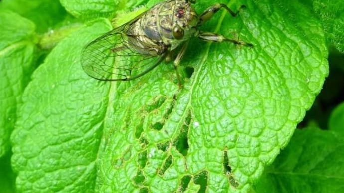 Evening cicada