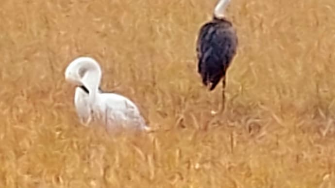 休みで~す 鳥さん探してみようかな