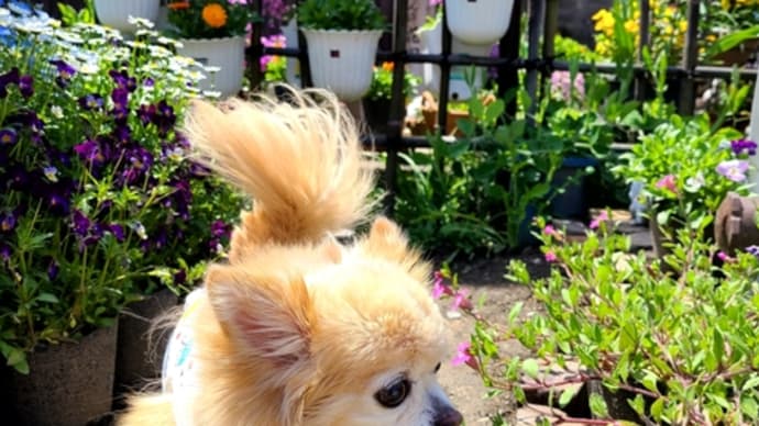 ちづちゃんの花園でモデル犬しました。