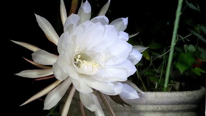 一夜限りの夏の夜の夢月下美人咲く!