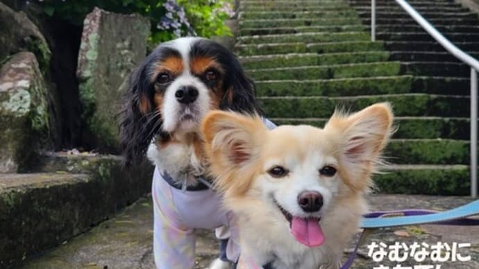 あじさい寺「照江寺」(沼津)~伊豆への旅②