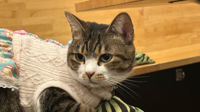 看板猫がいるお店で猫飲み はやちゃんちさん 予告編 (2309)