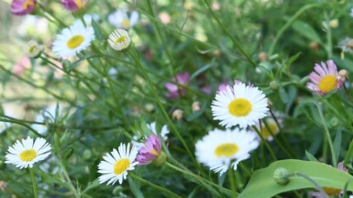 歌の森運動公園の花壇