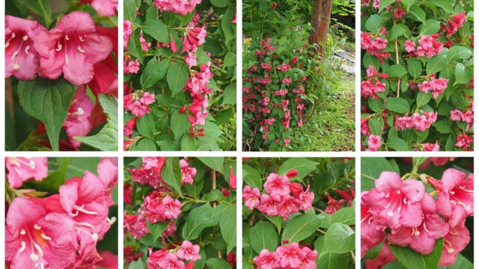 「紅空木の花が咲きました」　MY　GARDEN　2024.06.14日撮影