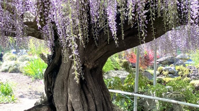 　外出レク　～藤の花見学～