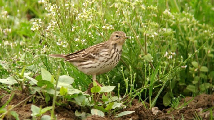 粟島の野鳥たち ムネアカタヒバリ