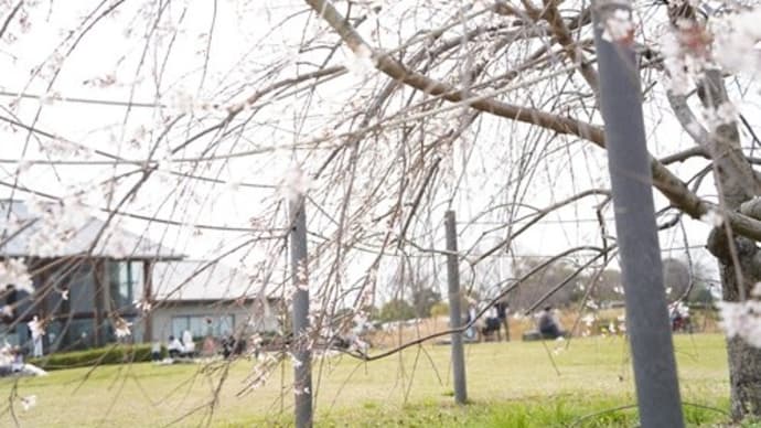 お花追っかけ~・・・@落合公園 桜&ユキヤナギ
