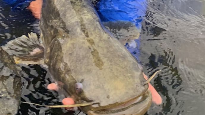 ビワコオオナマズ釣行　まとめ