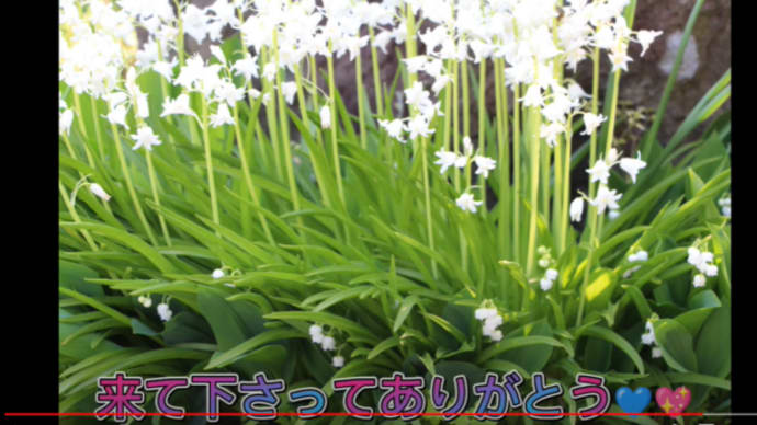 2015年4月　庭の花　思い出　北海道のスズラン　🌷いじっていたらひとつできましたCapCut🤔😁