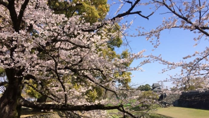 満開の桜を二の丸公園から眺めました。* 熊本城