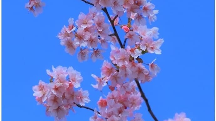 大阪 河津桜