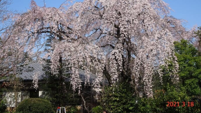枝垂れ桜めぐり(2021/03/18)