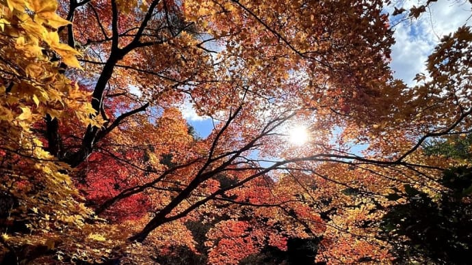 (続）今高野山、さらに圧倒的な紅葉の風景をご覧ください