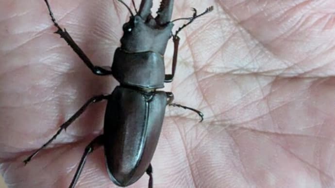驚きのお客さま