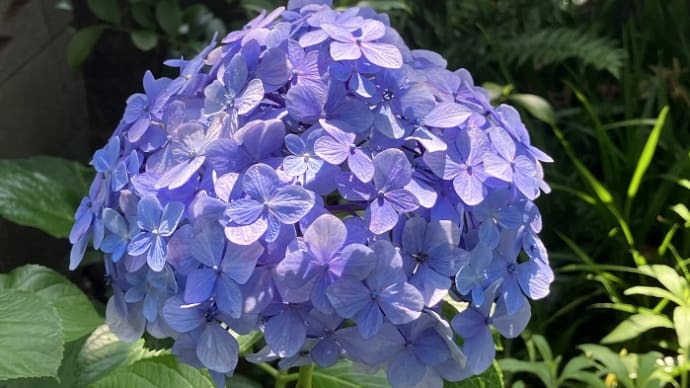 白山神社ブルー系の紫陽花・藪茗荷
