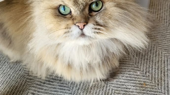 やっぱりたまには~
