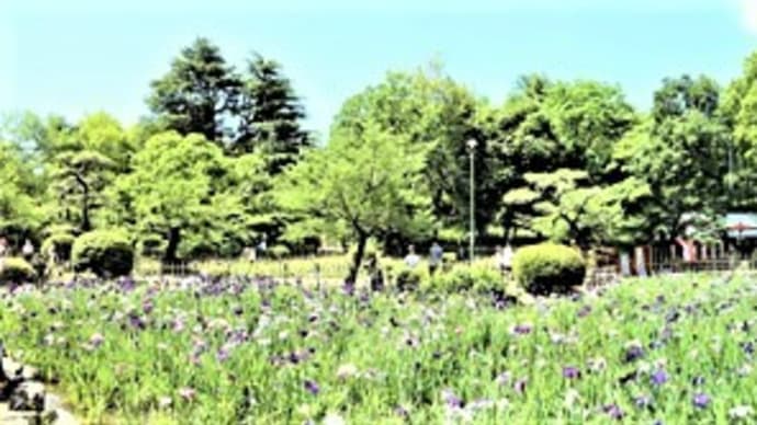 鶴舞公園の花菖蒲園