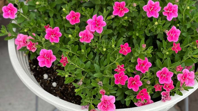 *職場のお花*ヘンリーヅタの挿し木〜アワダチソウグンバイで弱ったガサニアは?
