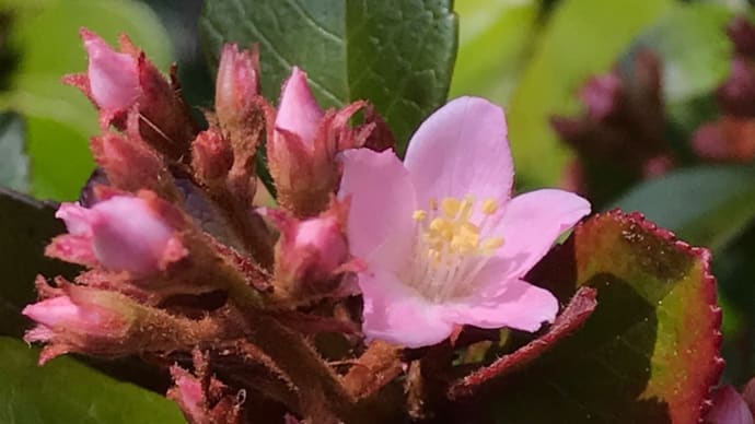 日ごとに成長する花々