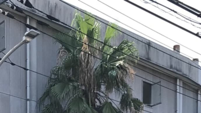 椰子の木の剪定
