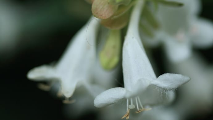 「アベリア×9枚。」