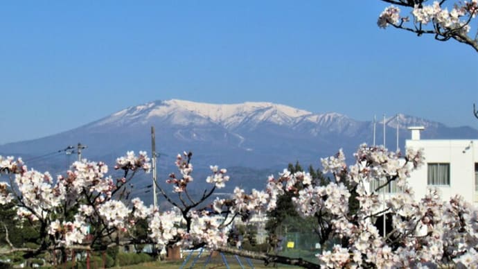 満開の桜に蔵王遠望