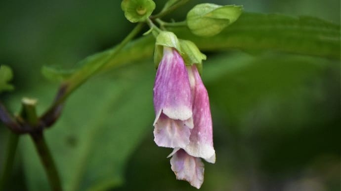 上三依水生植物園に咲いていた花