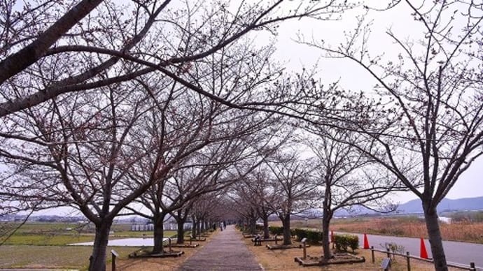 おの桜づつみ回廊 の 桜は・・・