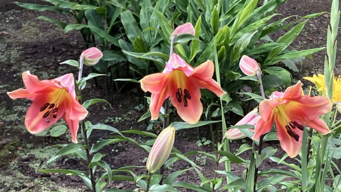我が家に咲く花々