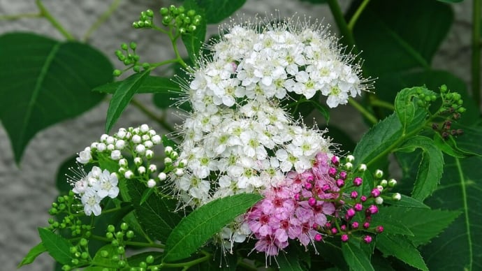 シモツケには、穂咲きだってあるんだよ! ~都市緑化植物園の花とともに~