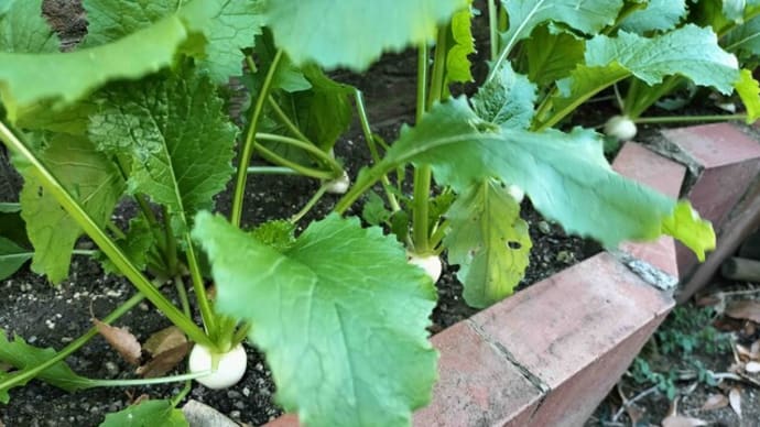 玄関前のカブが大きくなり始めています