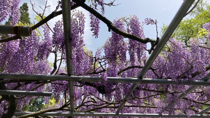 藤の花　(西寒田神社にて)