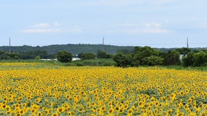 河北潟ひまわり村