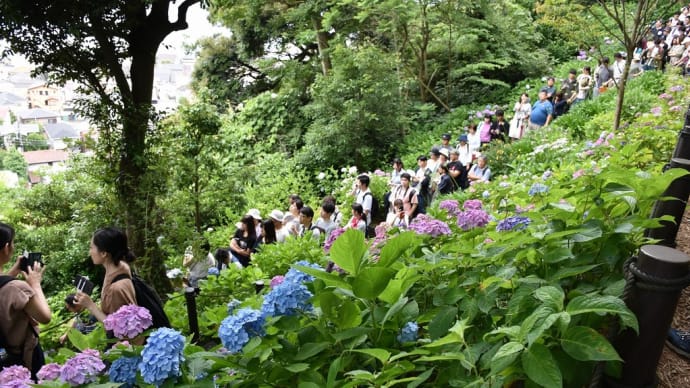 あじさい　神奈川県鎌倉市　長谷寺：長谷観音（3）あじさい路