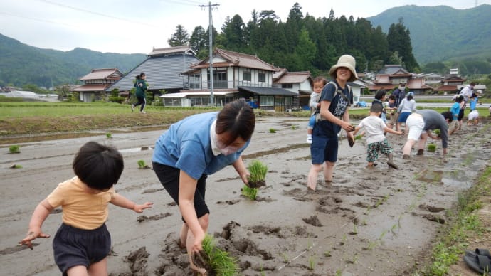 昔ながらの田植え体験2022