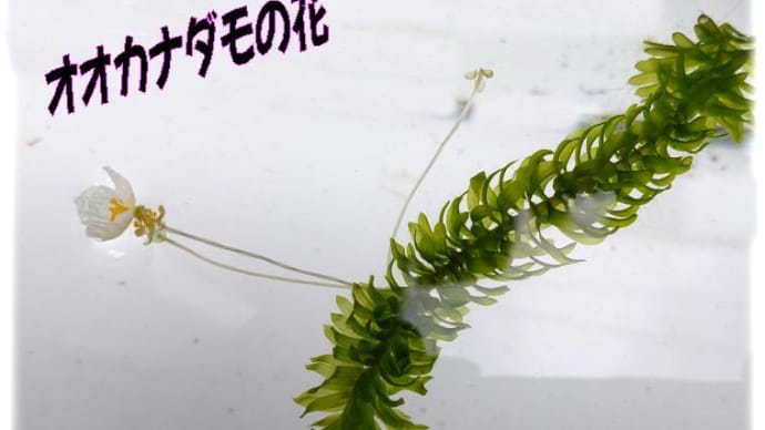 車ガーデニング気分の明日の準備&オオカナダモの花&ブタナ要注意外来種