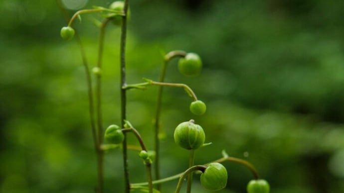 筑波実験植物園 温室