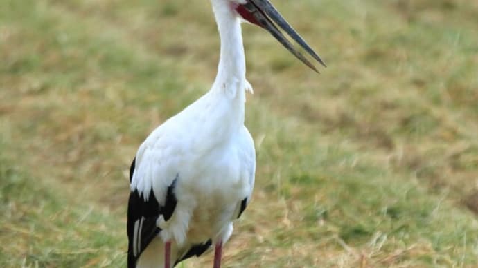 暑い! 河北潟で探鳥