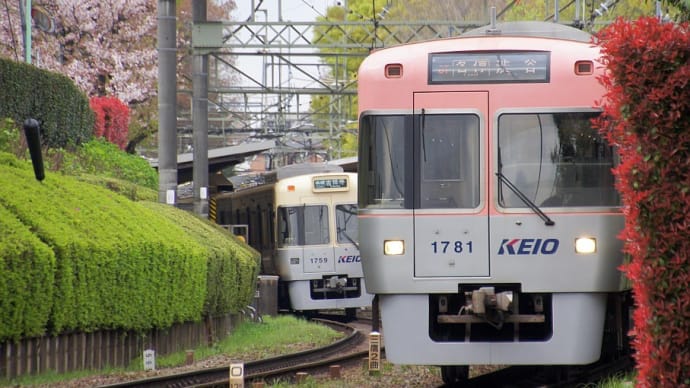 サクラの季節の桜色電車