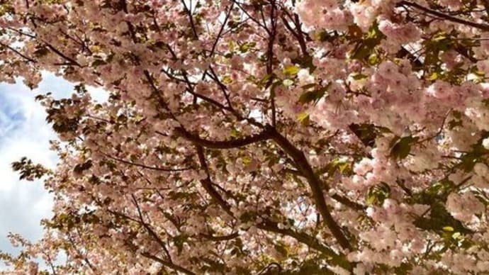 はじめての方向けヨーガ教室のお誘い